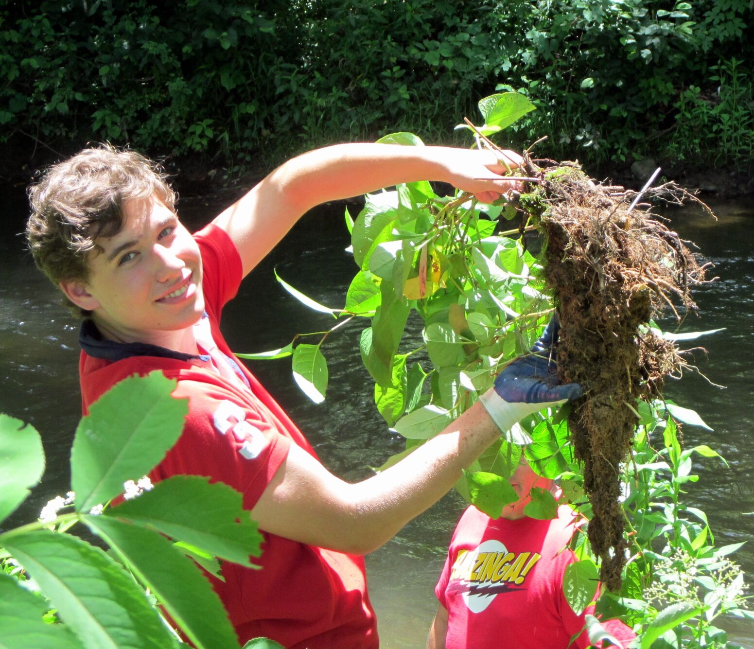 hwa knotweed 2.jpeg